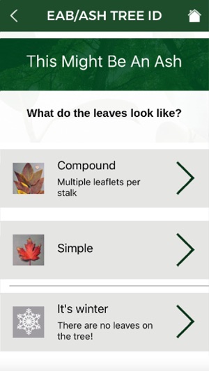 EAB/Ash Tree ID(圖2)-速報App