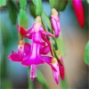 Care Guide for Christmas Cactus-Tips and Tutorial