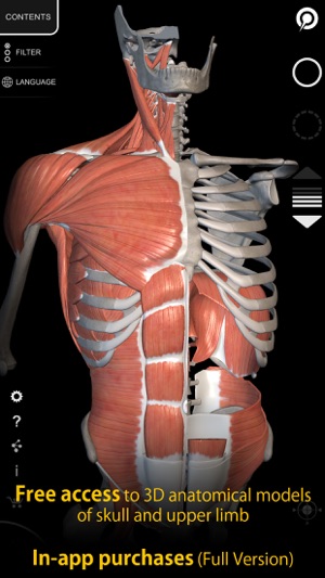 Muscle | Skeleton - 3D Anatomy(圖2)-速報App