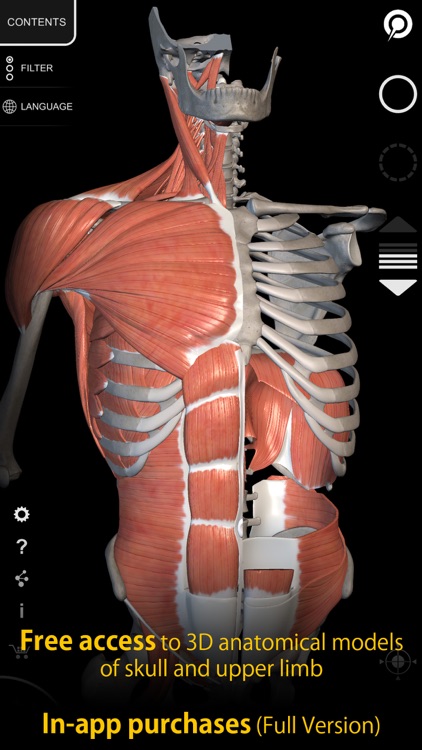 Muscle | Skeleton - 3D Anatomy
