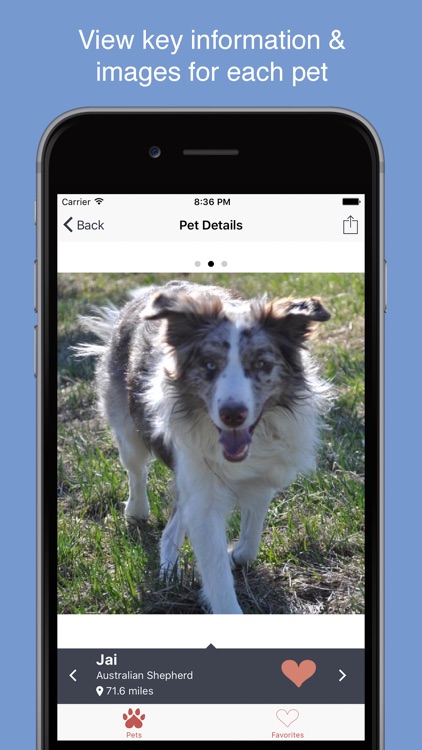 Pet Search - Adopt a Pet Near You