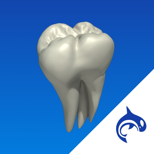 Dental Decide - Education & Engagement