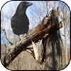 Winter Wild Crow Hunting: Sniper Young Shooter