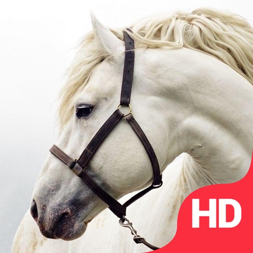 Gorgeous Horses Catalog | Beautiful majestic horse icon