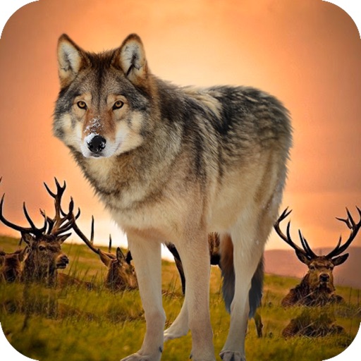 Snow Wild Wolf Hunting : Fight List Run Escape Sim iOS App