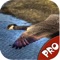 Now use the multiple sounds of the animals to attract the ducks for the hunting and hunt as many ducks as you can, using the sounds