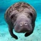 An underwater photographic adventure to inspire and inform where to see and swim with the Florida Manatee