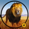 Lion Simulator 2017 - Wild Lion Hunting Game 3D