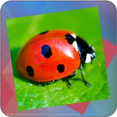 Activities of Déjà Vu - Small World