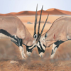 Mammals of the Southern African Subregion - mydigitalearth.com