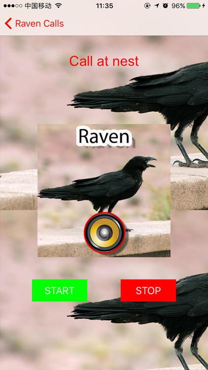 Real Raven Hunting Calls & Sounds