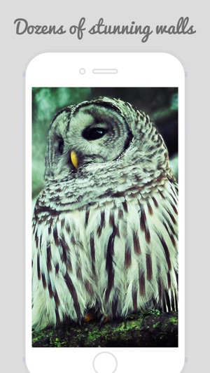 Owl Wallpapers - Stunning Collections Of Owl(圖1)-速報App