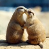 Animals Kissing Wallpapers HD- Quotes and Art