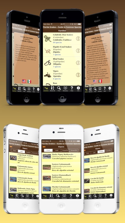 Florida Snakes – Guide to Common Species screenshot-3