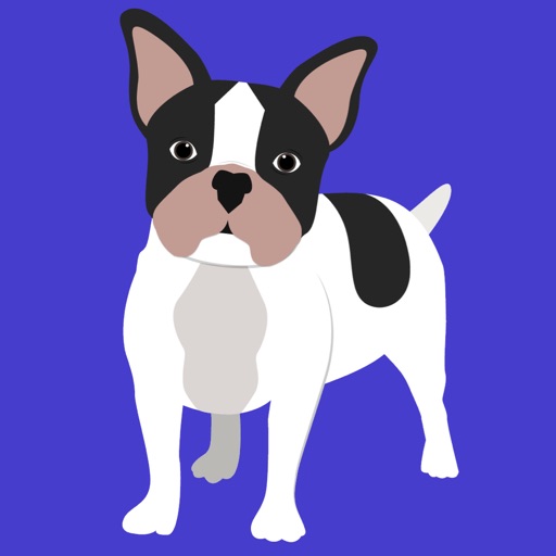 My French Bulldog