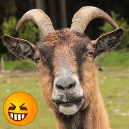 Funny Goat Sounds