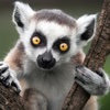 Lemurs Wallpapers HD-Quotes and Art Pictures