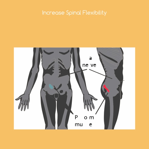 Increase spinal flexibility icon