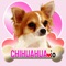 Chihuahua io is a game of tail-wagging fun
