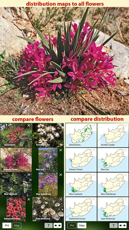 Wildflowers of South Africa, flower identification screenshot-3