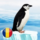 Top 10 Education Apps Like Pinguini - Best Alternatives