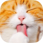 Top 50 Games Apps Like All Kitten Cat Big Jigsaw Puzzle Games For Girls - Best Alternatives