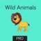 Wild Animals Preschool Toddler is a great tool to help toddlers learn Wild Animals