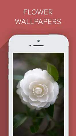 Game screenshot Beautiful Flower Wallpapers HD apk