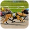 Dog Racing Simulator : New Free Adventures Race