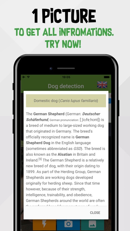 Dog detection