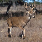 Top 36 Entertainment Apps Like Whitetail Hunting Calls - Real Deer Sounds - Best Alternatives