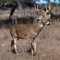 Whitetail Huntings Calls plays over 42 of the most popular and effective Whitetail deer call sounds