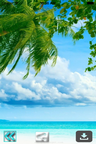 Beautiful Palm Tree Wallpapers (HD) - Backgrounds screenshot 3