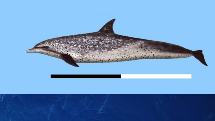 Dolphins and Whales World Sightings Guide screenshot-3