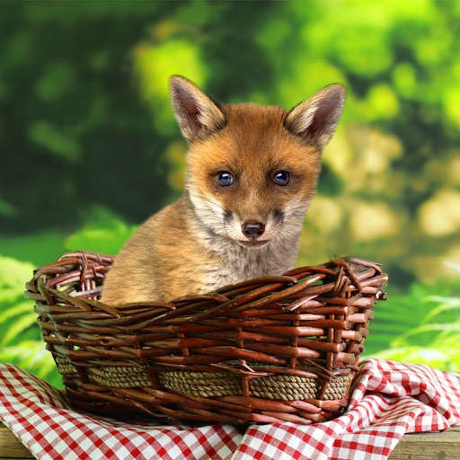 奇妙的朋友萌萌百科动物系列：机敏美丽的“小精灵”狐狸 icon