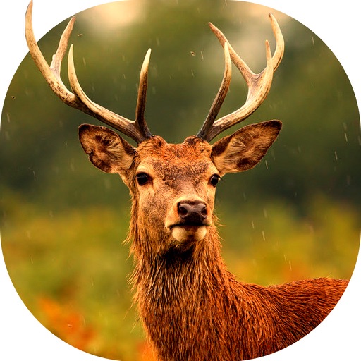 2017 Deer Hunting Sniper Adventure 3D Pro icon