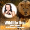 Wildlife Lion Photo Frames 3D Wallpapers Photoshop