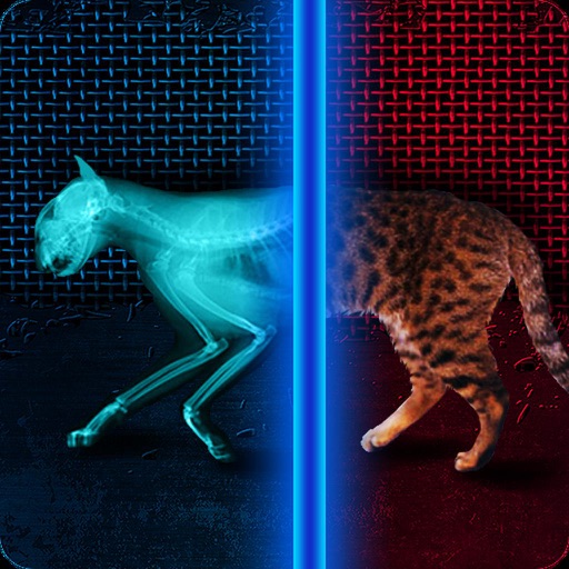 X-Ray Cat Prank icon