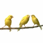 Top 29 Utilities Apps Like Live Bird Watching - Best Alternatives