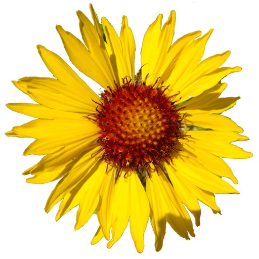 Flora of the Yellowstone Region