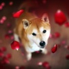 Shiba Inu Wallpapers HD-Quotes and Art Pictures