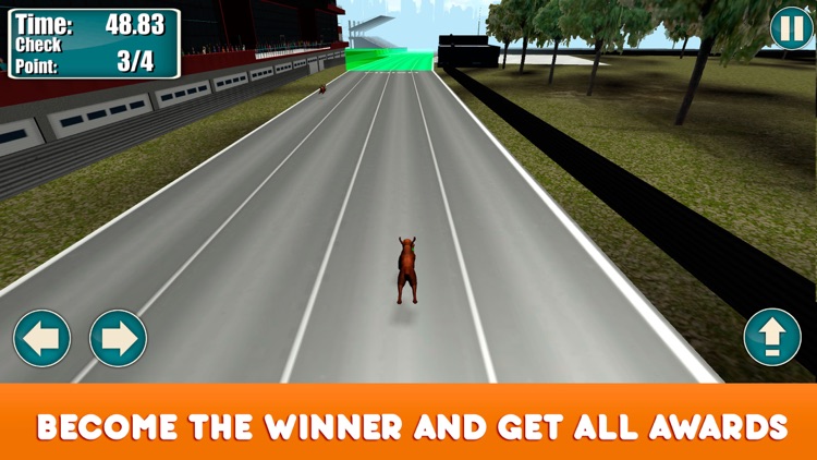 Greyhound Dog Racing Tournament screenshot-3