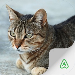 Cats Breeds Pro