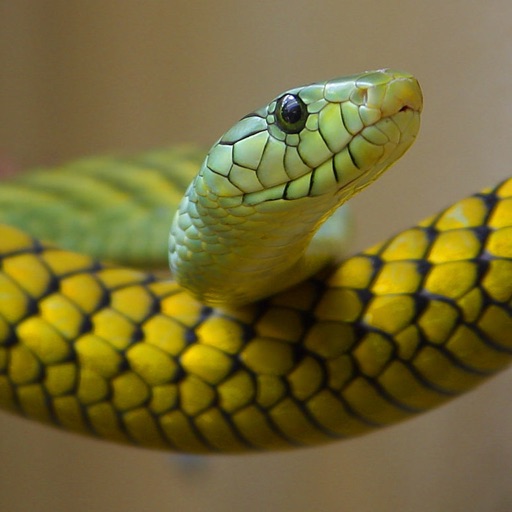 Snake Guru icon