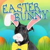 Easter Bunny Yourself Dress Up Social Photos