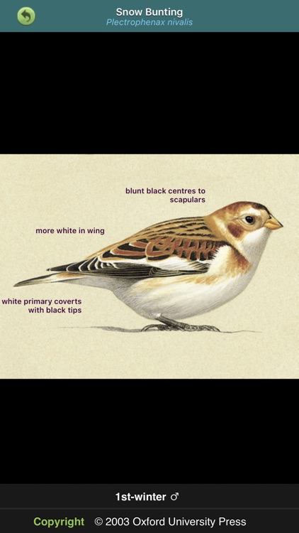 Birds of Britain & Ireland