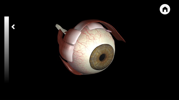 Ophthalmology in Dogs screenshot-4
