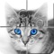 Kitten Baby Animal - Cute Cat Puzzles Jigsaw Game is a classical Jigsaw Puzzles solving game everyone love