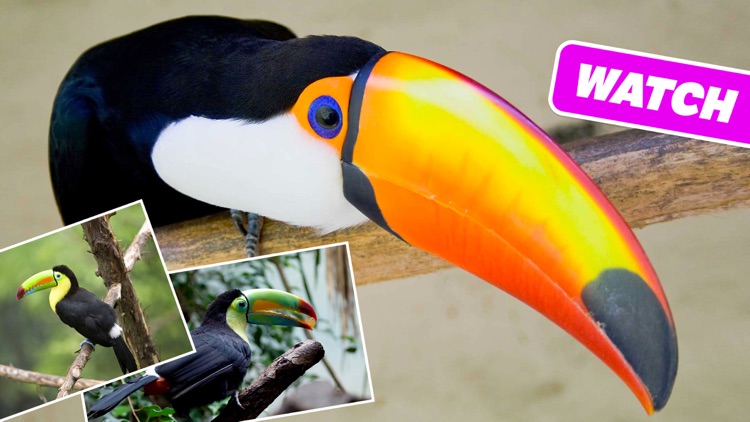 Animal Sounds, Photos and Info