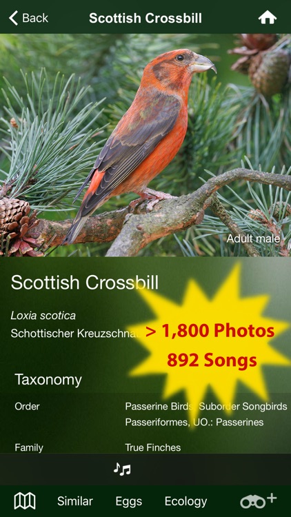 All Birds Scotland Complete Guide Scottish Birds